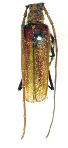 Anthracocentrus arabicus